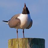 Laughing Gull Laughing_55959